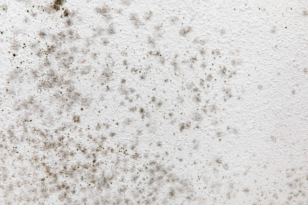 Reliable Saugerties South, NY Mold Removal Solutions