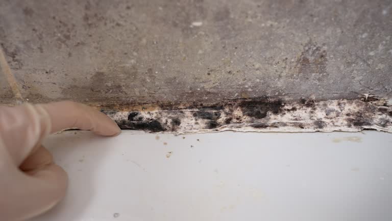 Best Mold Odor Removal Services  in Saugerties South, NY